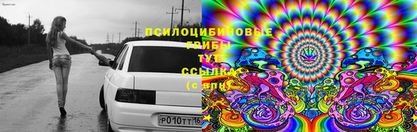 apvp Алзамай