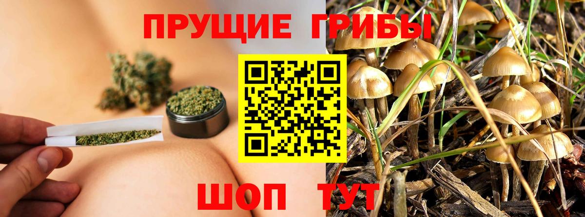 Псилоцибиновые грибы GOLDEN TEACHER  Вход с VPN  Алексеевка  Галлюциногенные грибы GOLDEN TEACHER 